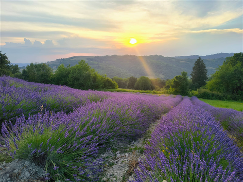 Fioritura lavanda