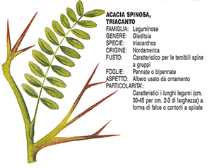 Acacia spinosa - Triacanto