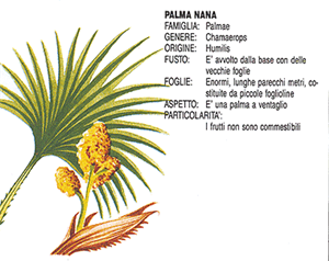 Palma nana